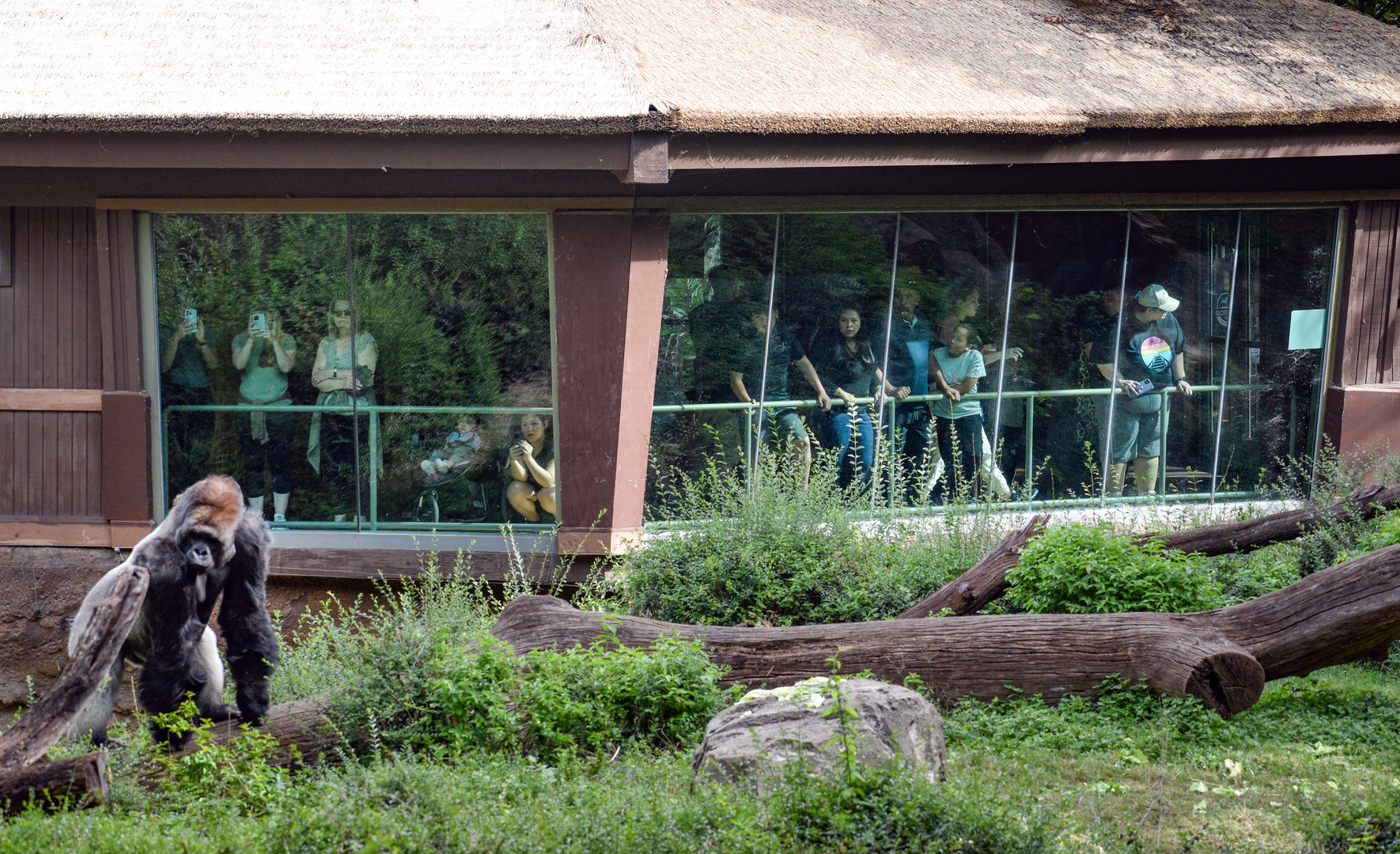 Oct. 2023 - Wilds of Africa - Gorilla Bachelor Exhibit