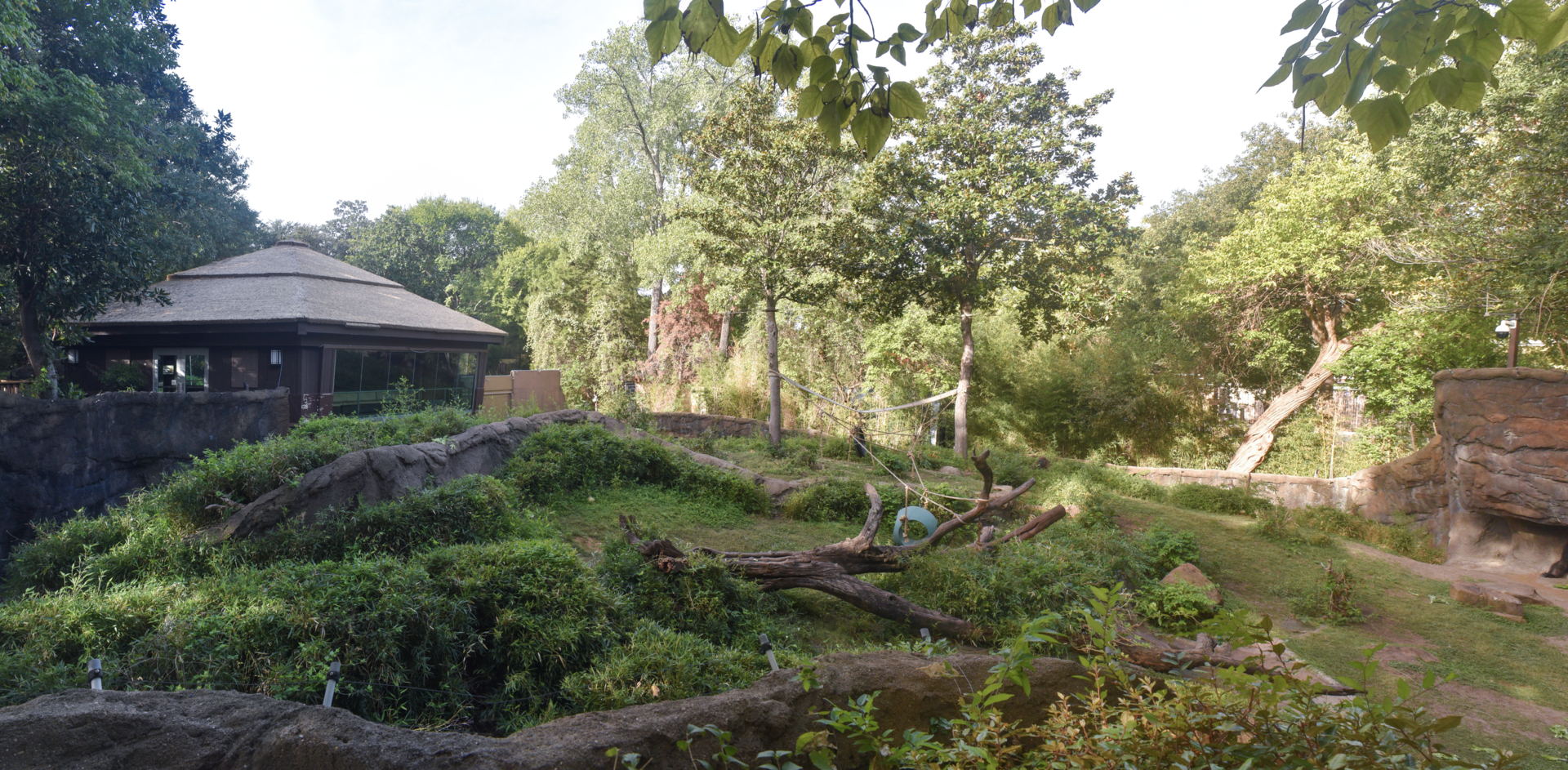 Oct. 2023 - Wilds of Africa - Gorilla Family Group Exhibit