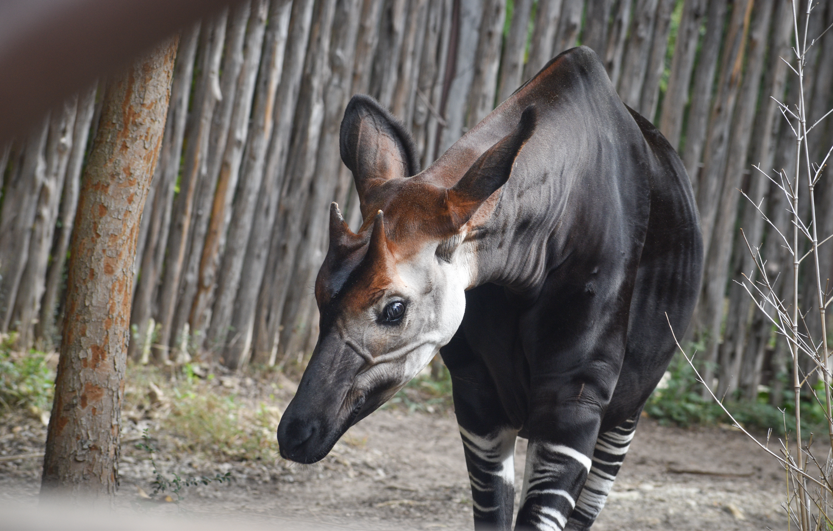 Oct. 2023 - Wilds of Africa - Hippo Outpost - Okapi
