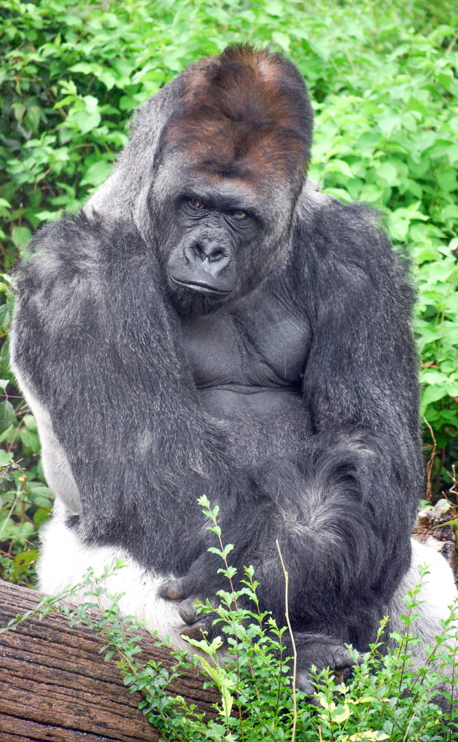 Oct. 2023 - Wilds of Africa - Juba