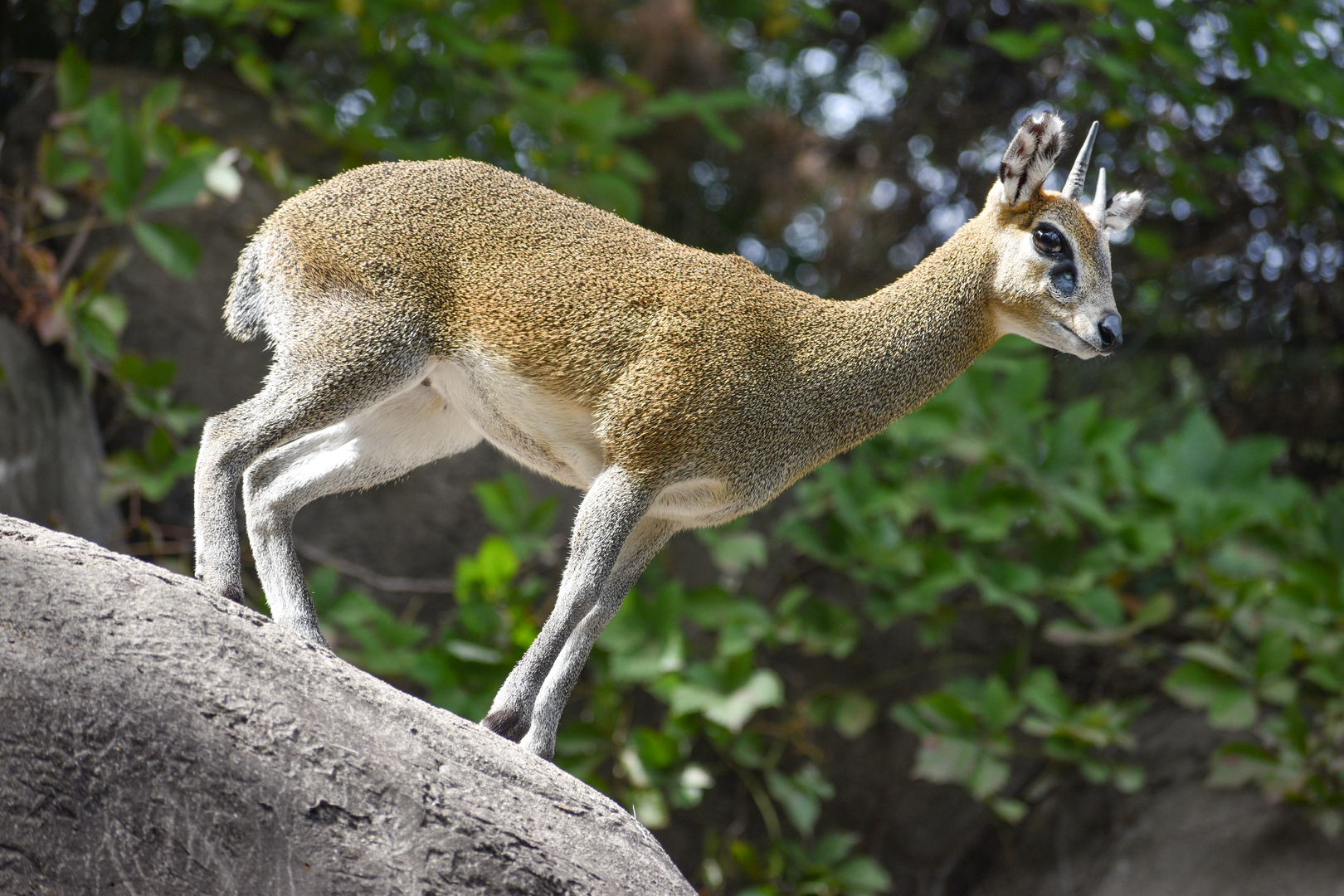 Oct. 2023 - Wilds of Africa - Klipspringer