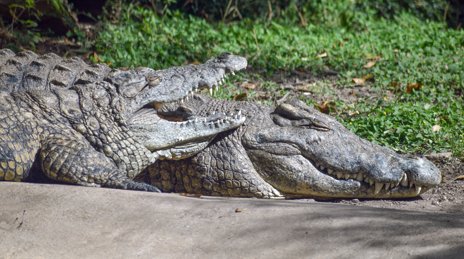 Oct. 2023 - Wilds of Africa - Nile Crocodile