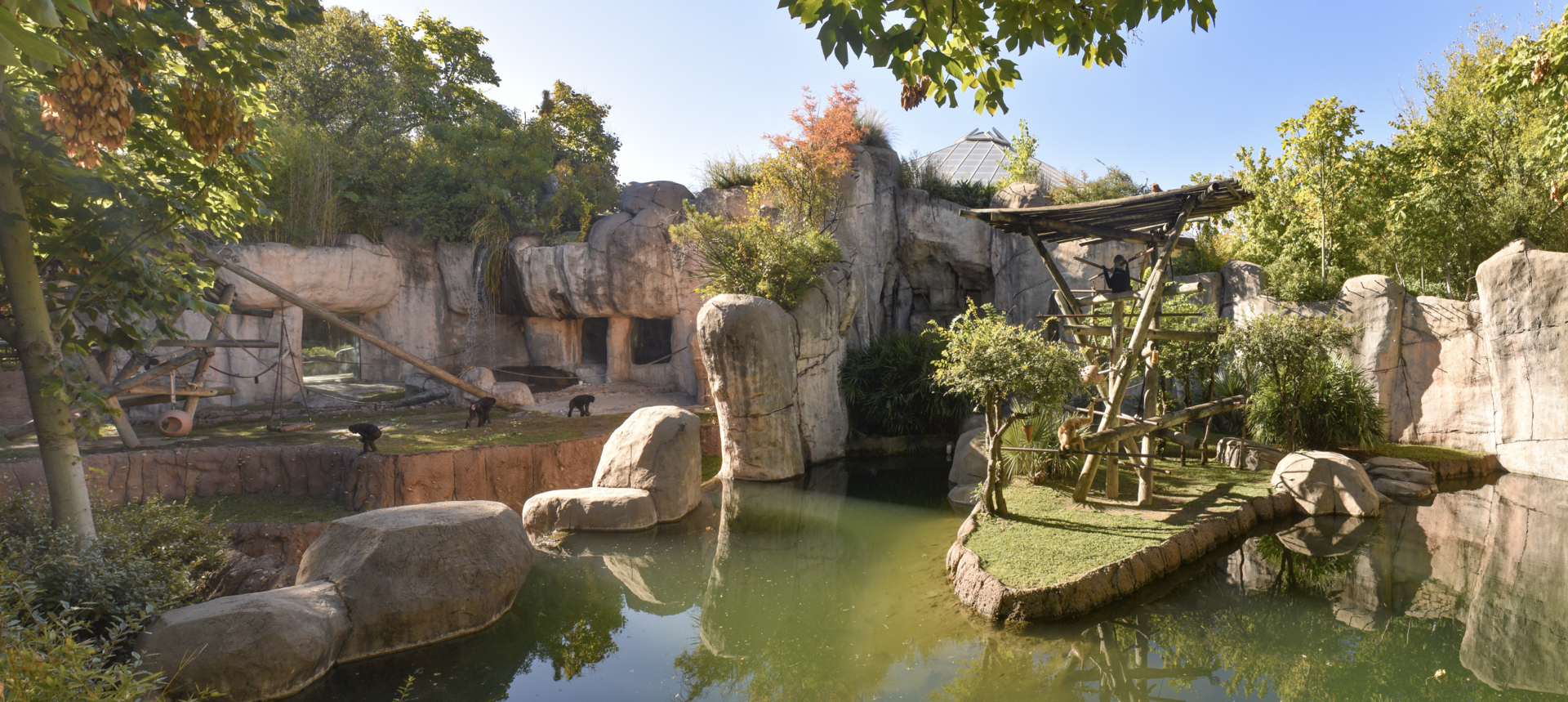 Oct. 2023 - World of Primates - Bonobo & White-cheeked Gibbon Exhibits