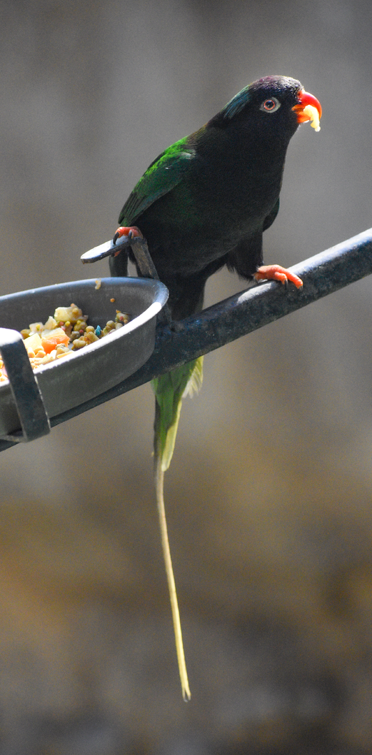Oct. 2023 - World of Primates - Mount Goliath Lorikeet