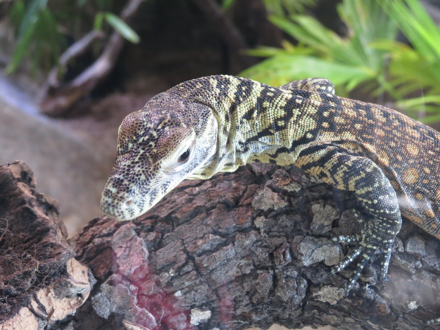 Oct. 2025 - Baby Komodo Dragon