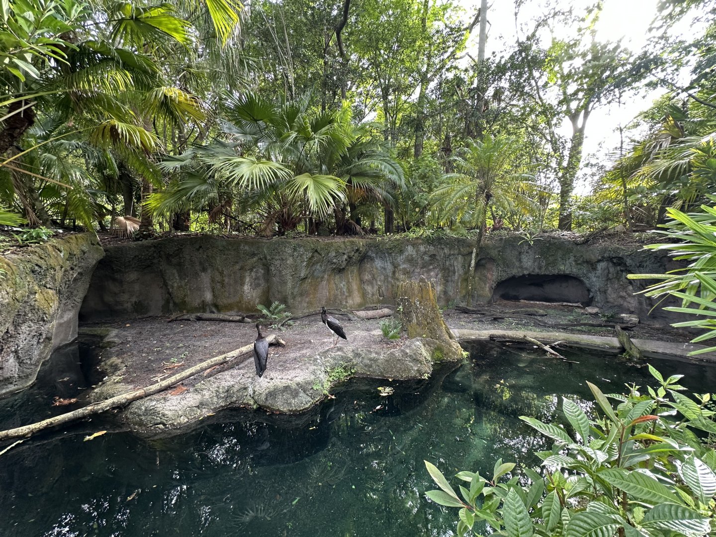 Oct. 2025 - Discovery Island - Abdim’s Stork Enclosure
