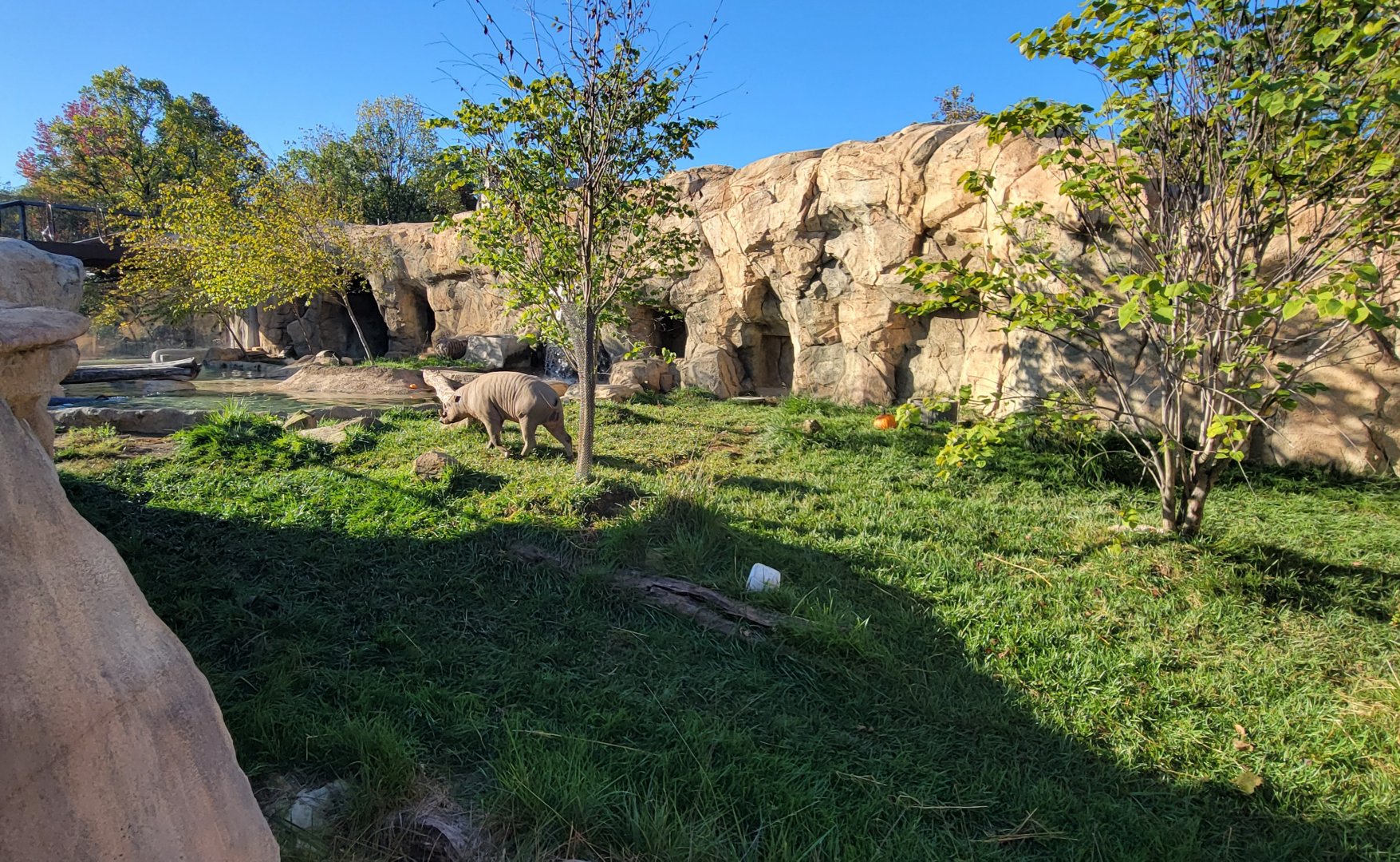 Oct. 2025 - Elephant Trek - Newly Arrived Babirusa (Small-clawed Otter Exhibit)