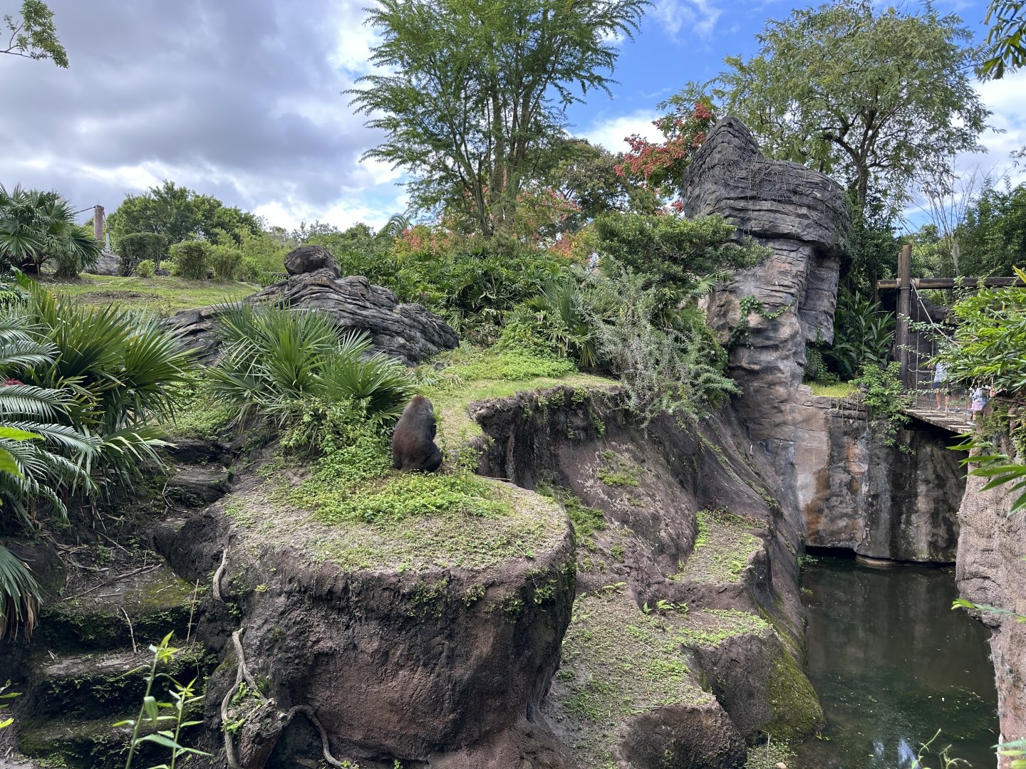 Oct. 2025 - Gorilla Falls - (Female) Gorilla Enclosure