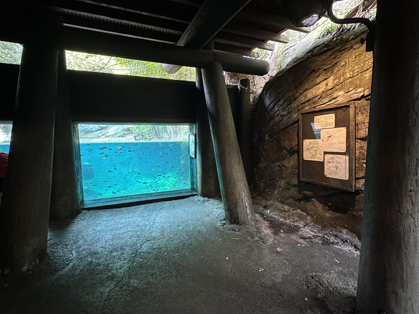 Oct. 2025 - Gorilla Falls - Hippo Underwater Viewing (partial)