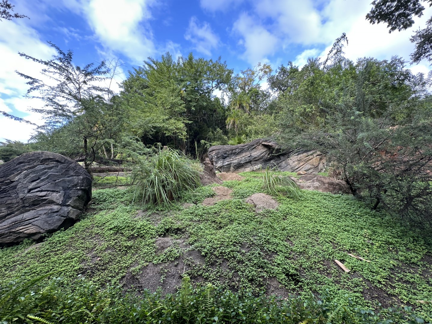 Oct. 2025 - Gorilla Falls - Meerkat Enclosure