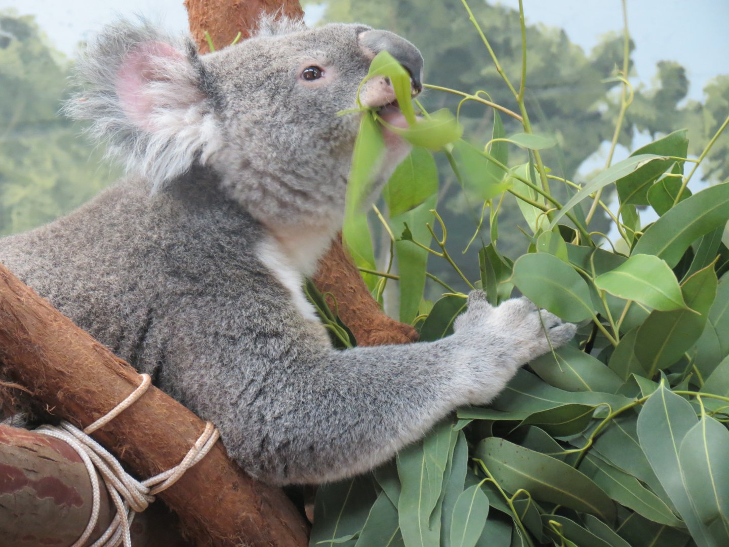 Oct. 2025 - Koala Eating