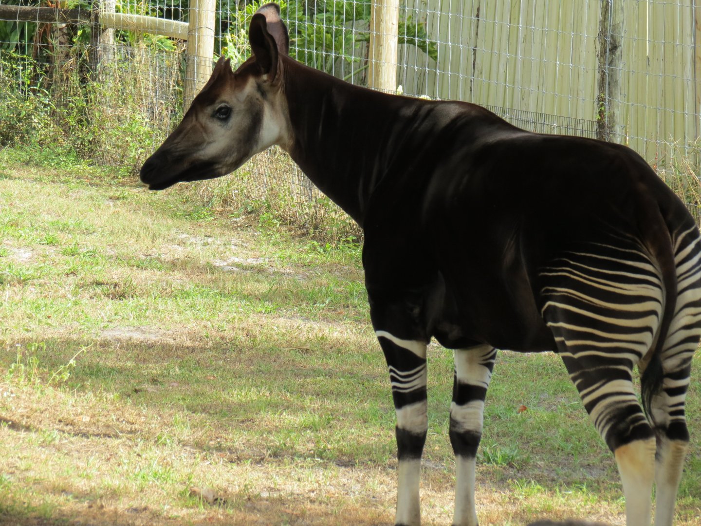 Oct. 2025 - Okapi