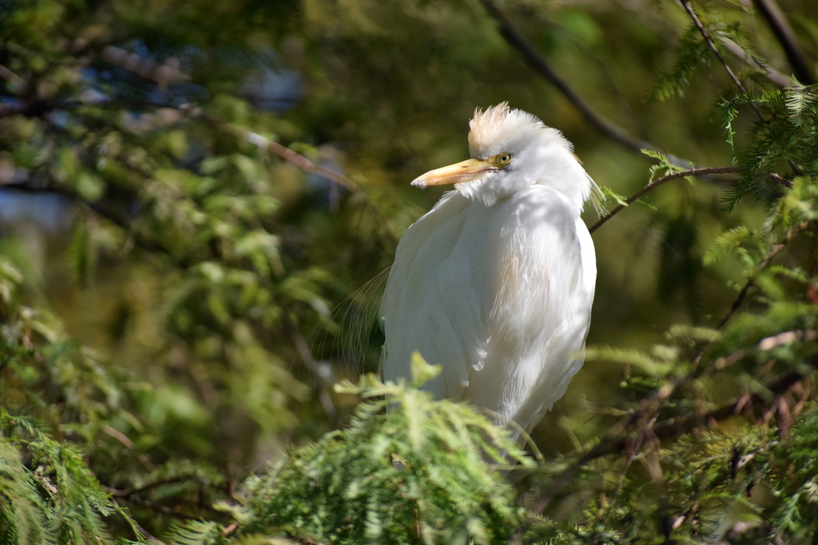 [October 2019] Cypress Swamp- Cattle Egret (Bubulcus ibis)