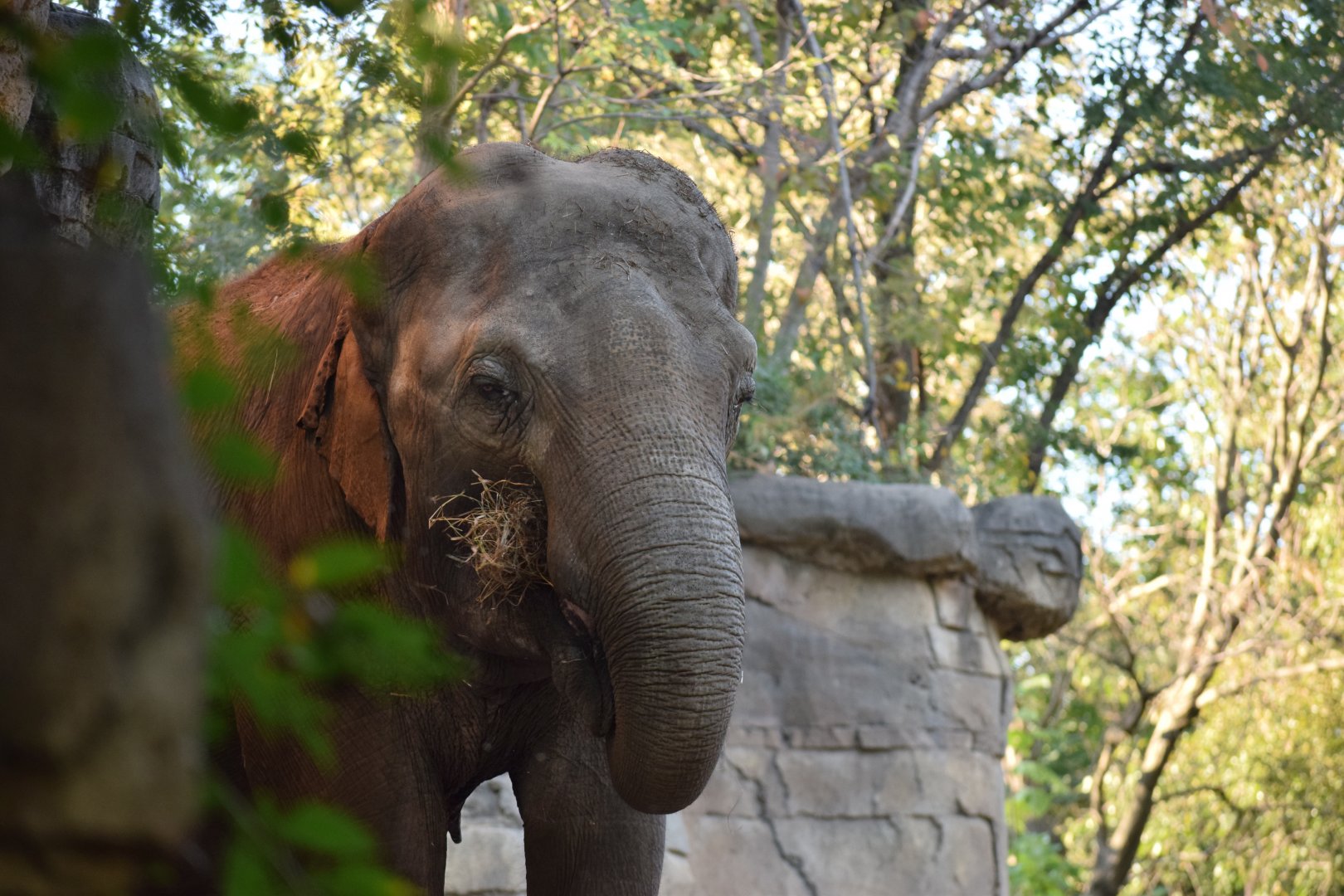 [October 2019] River's Edge- Asian elephant (Elephas maximus) eating