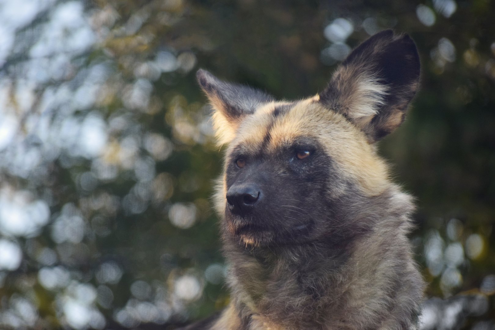 [October 2019] River's Edge- painted dog (Lycaon pictus)