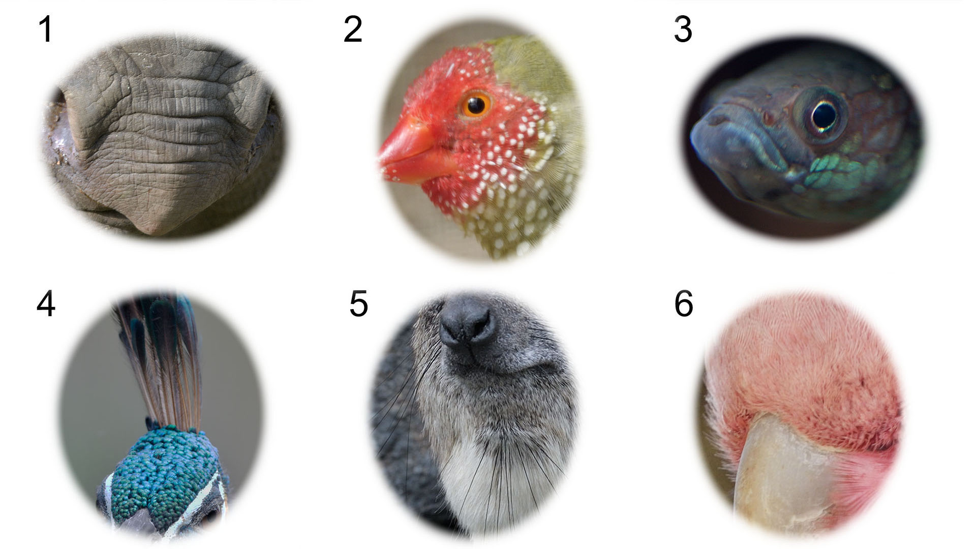 October Photo Quiz: HEADS