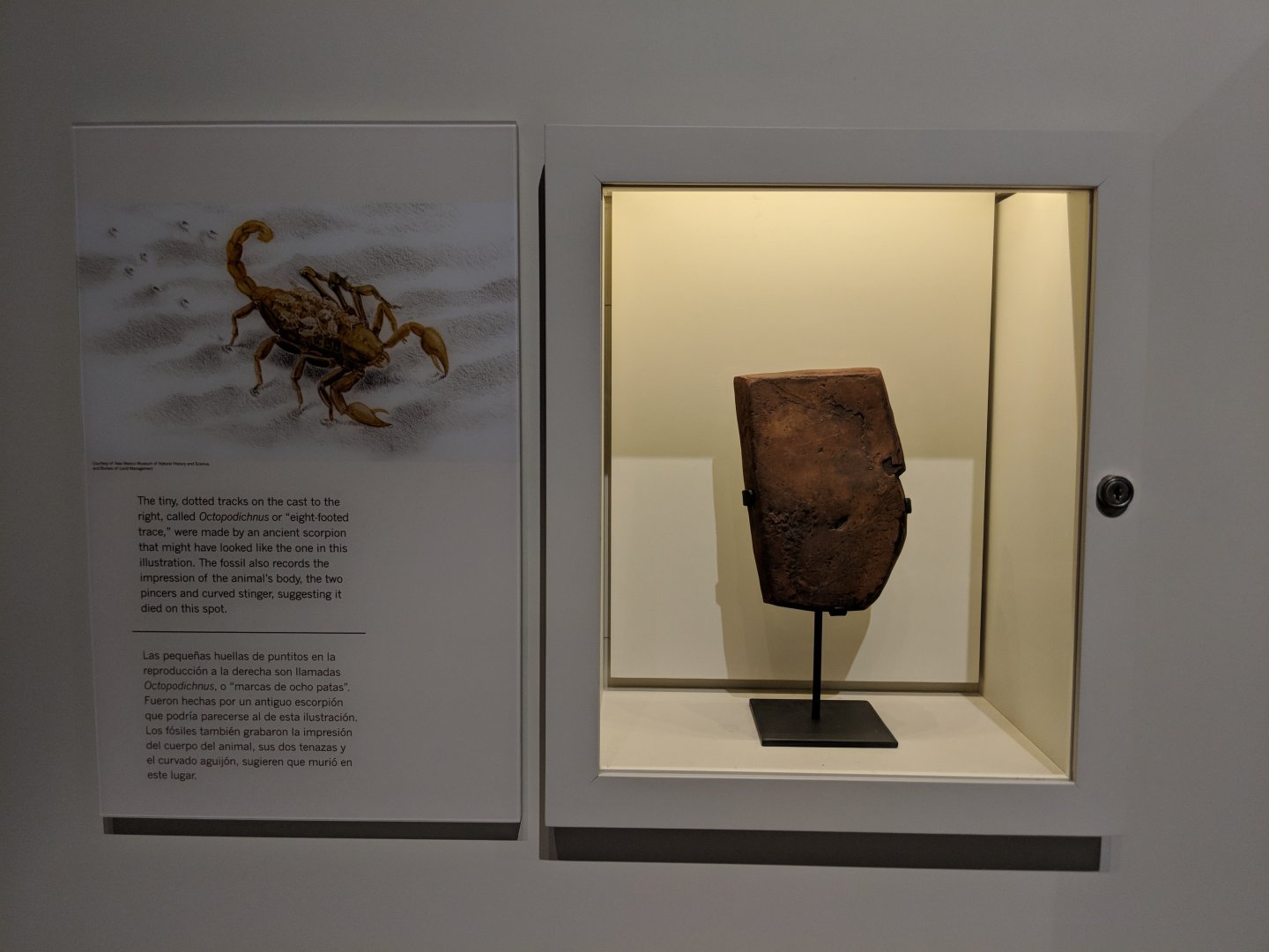 Octopodichnus trackway