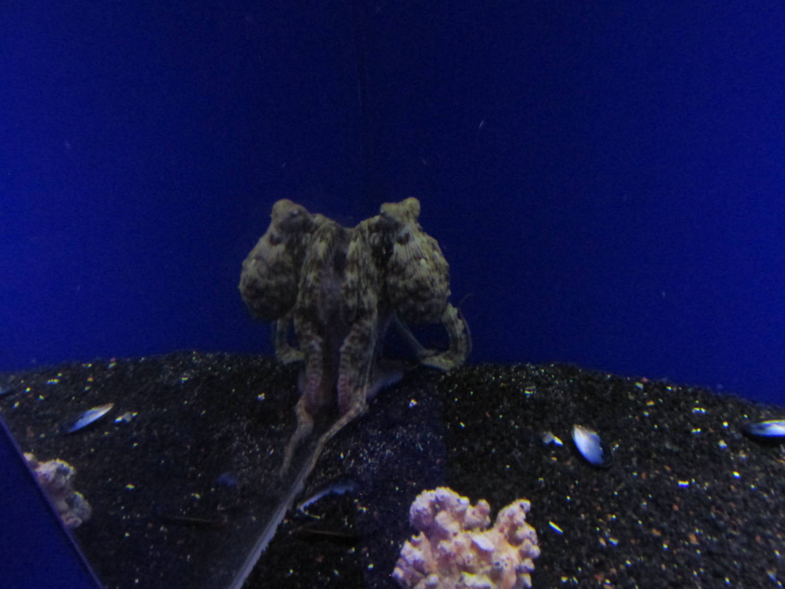 octopus acuario inbursa