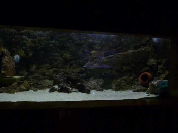 Octopus and Moray eel mixed tank