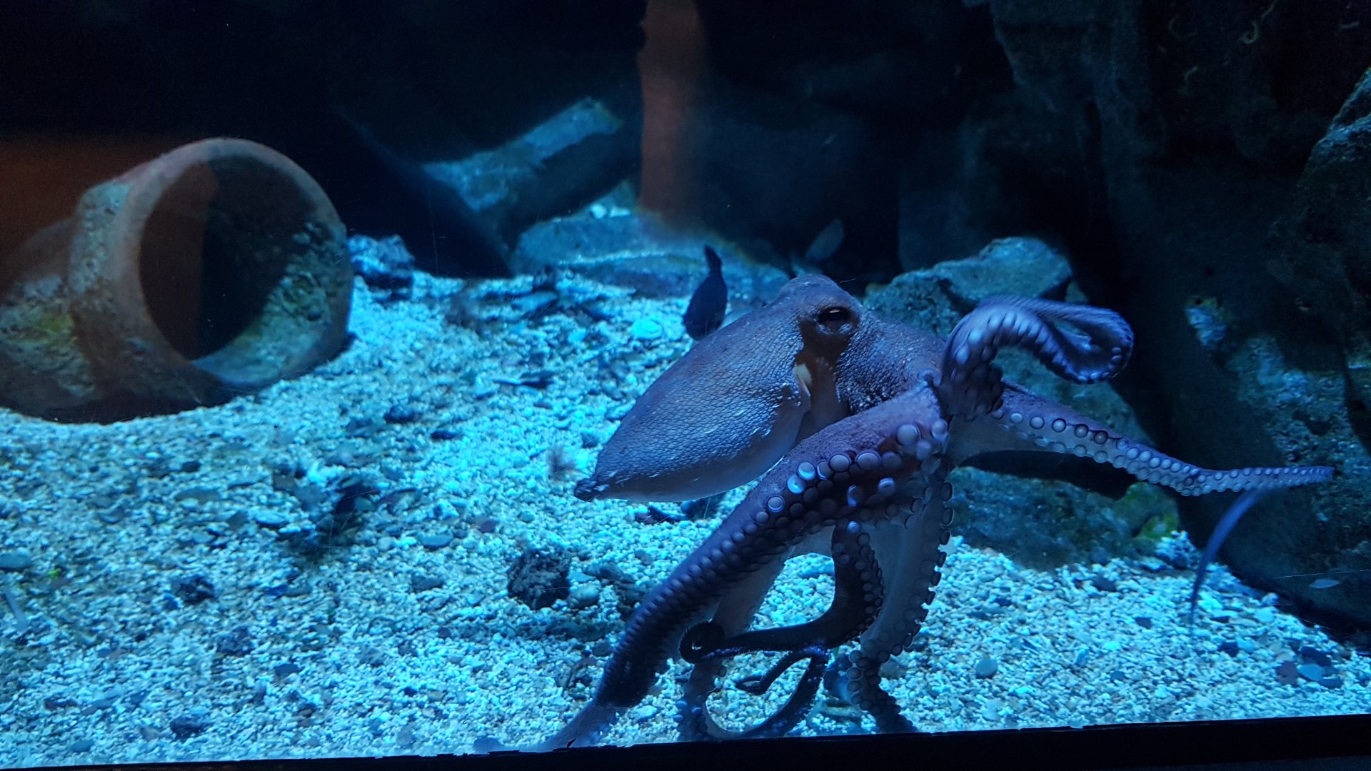 Octopus aquarium