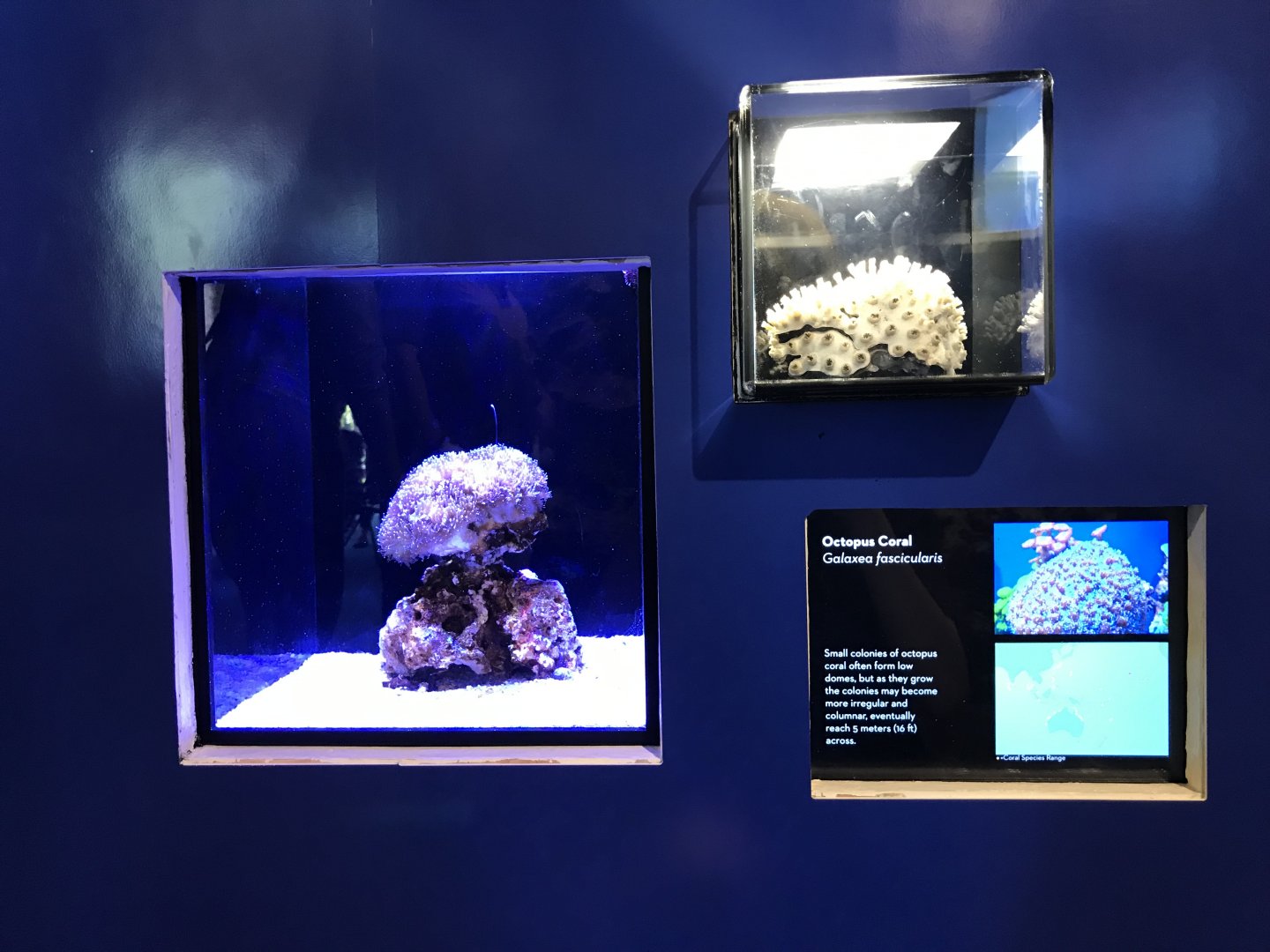 Octopus coral exhibit