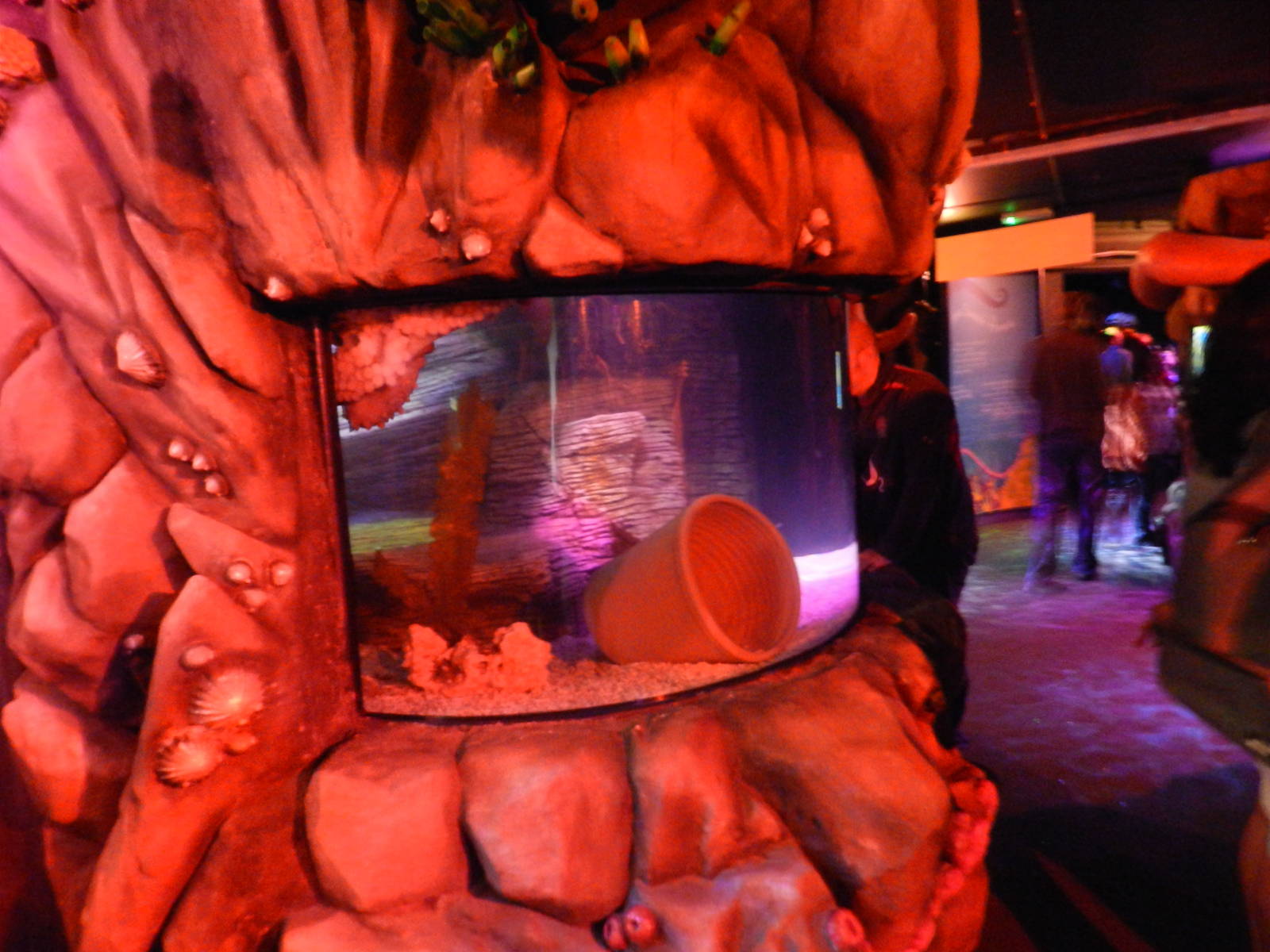 Octopus Garden at SEA LIFE Scarborough - 26/08/2012