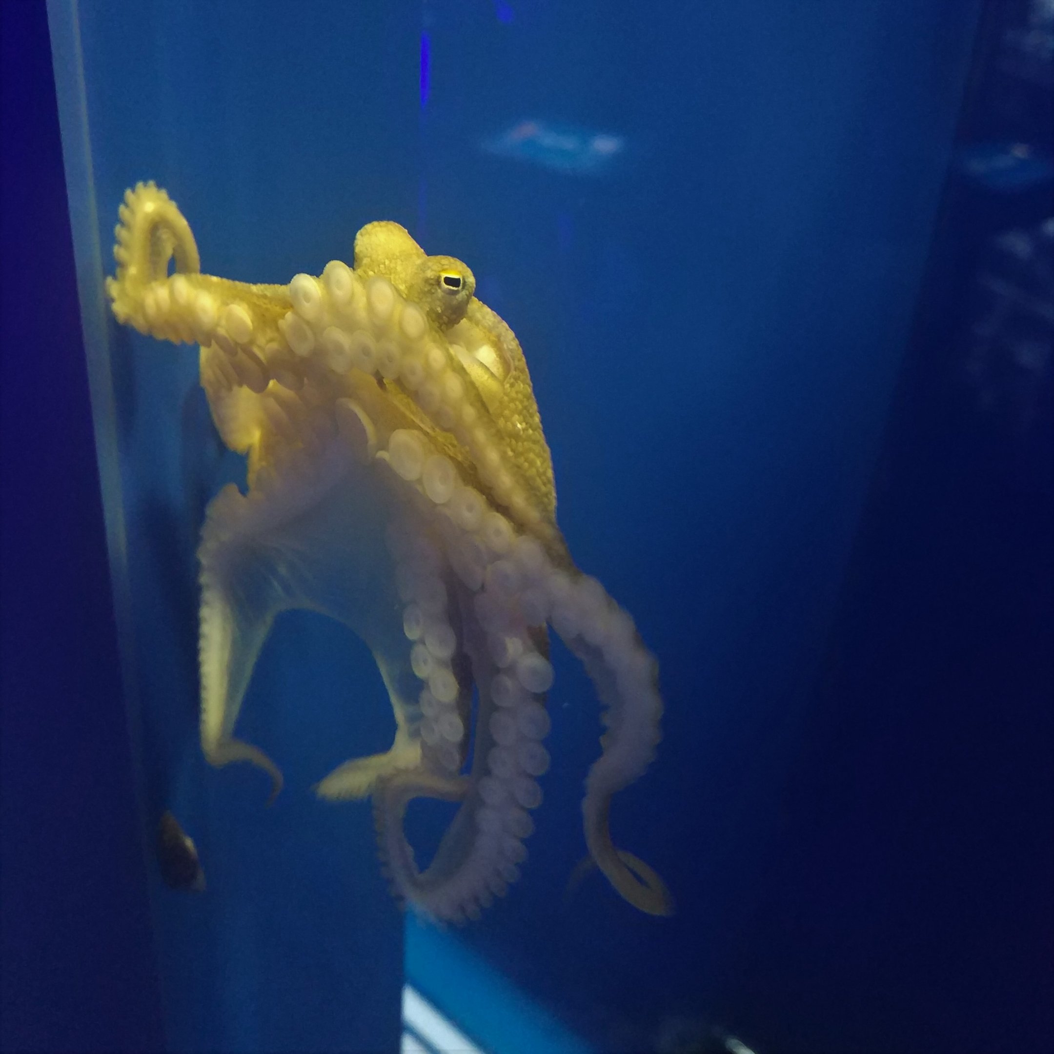 Octopus ID