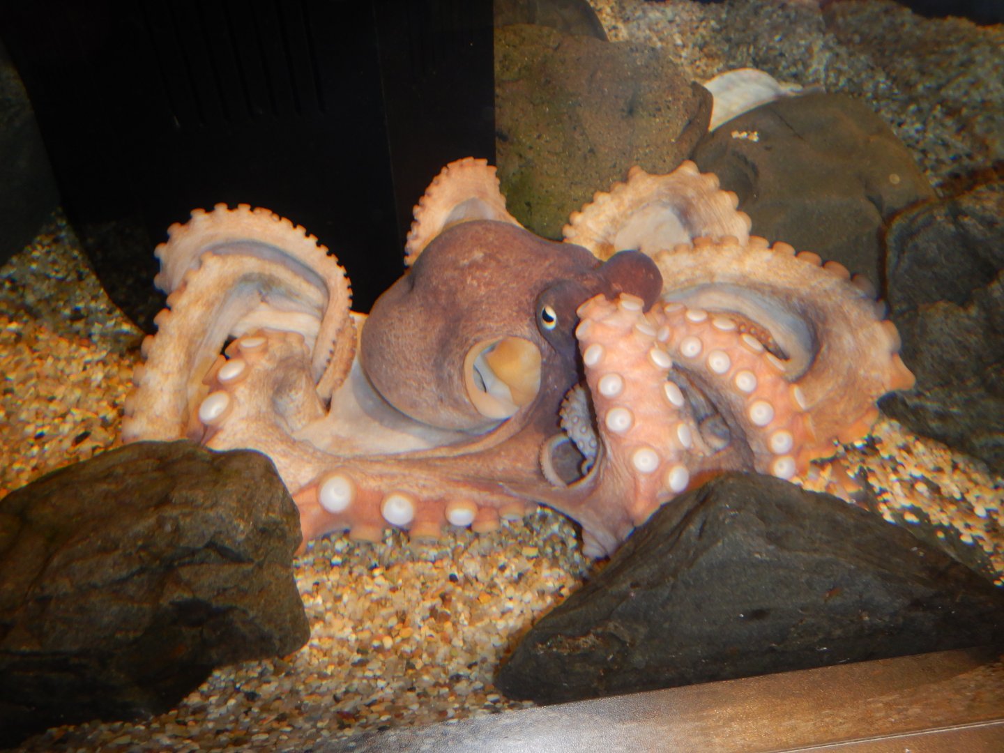 Octopus ID