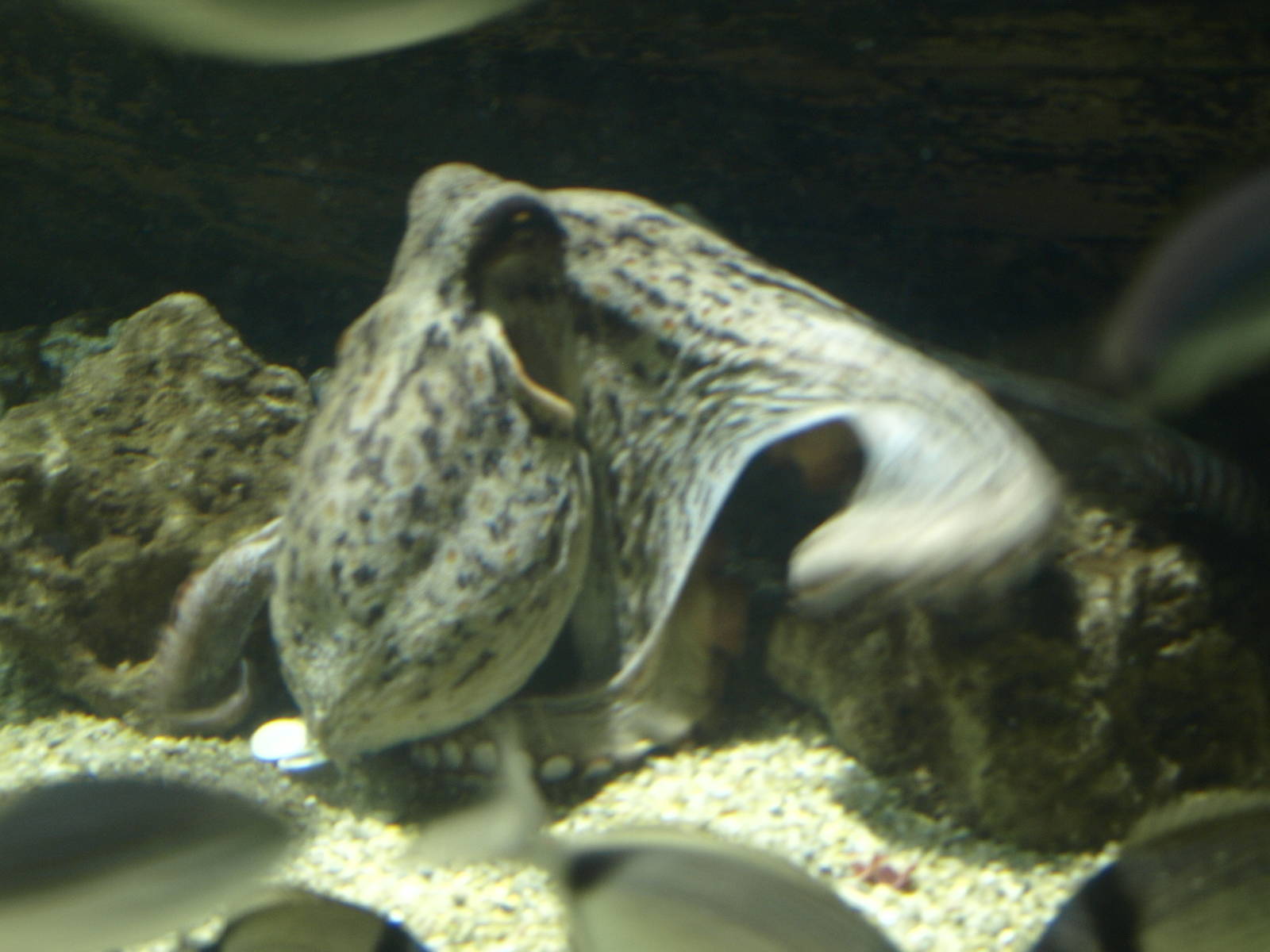 Octopus in the Mediterranean tank