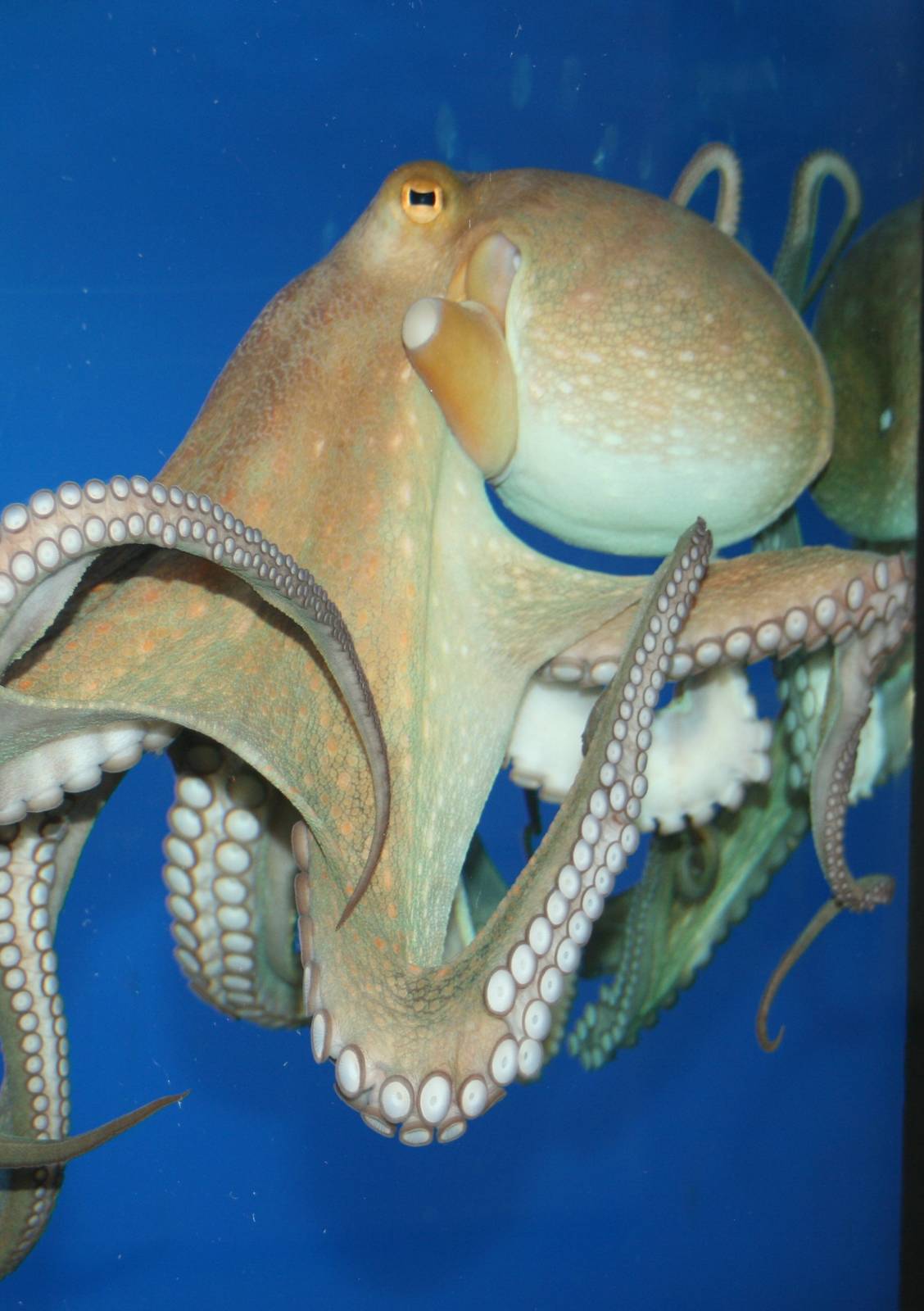 Octopus; Karlsruhe; 5th September 2010