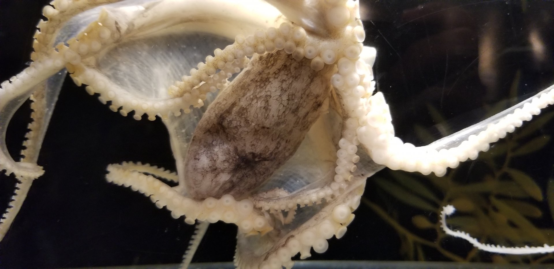 Octopus minor