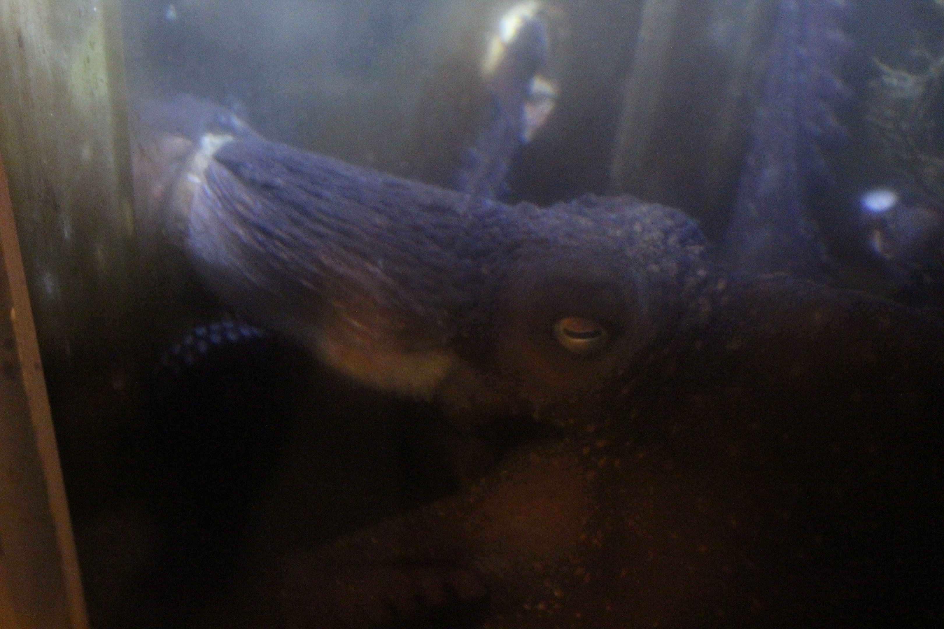 Octopus moving through hole