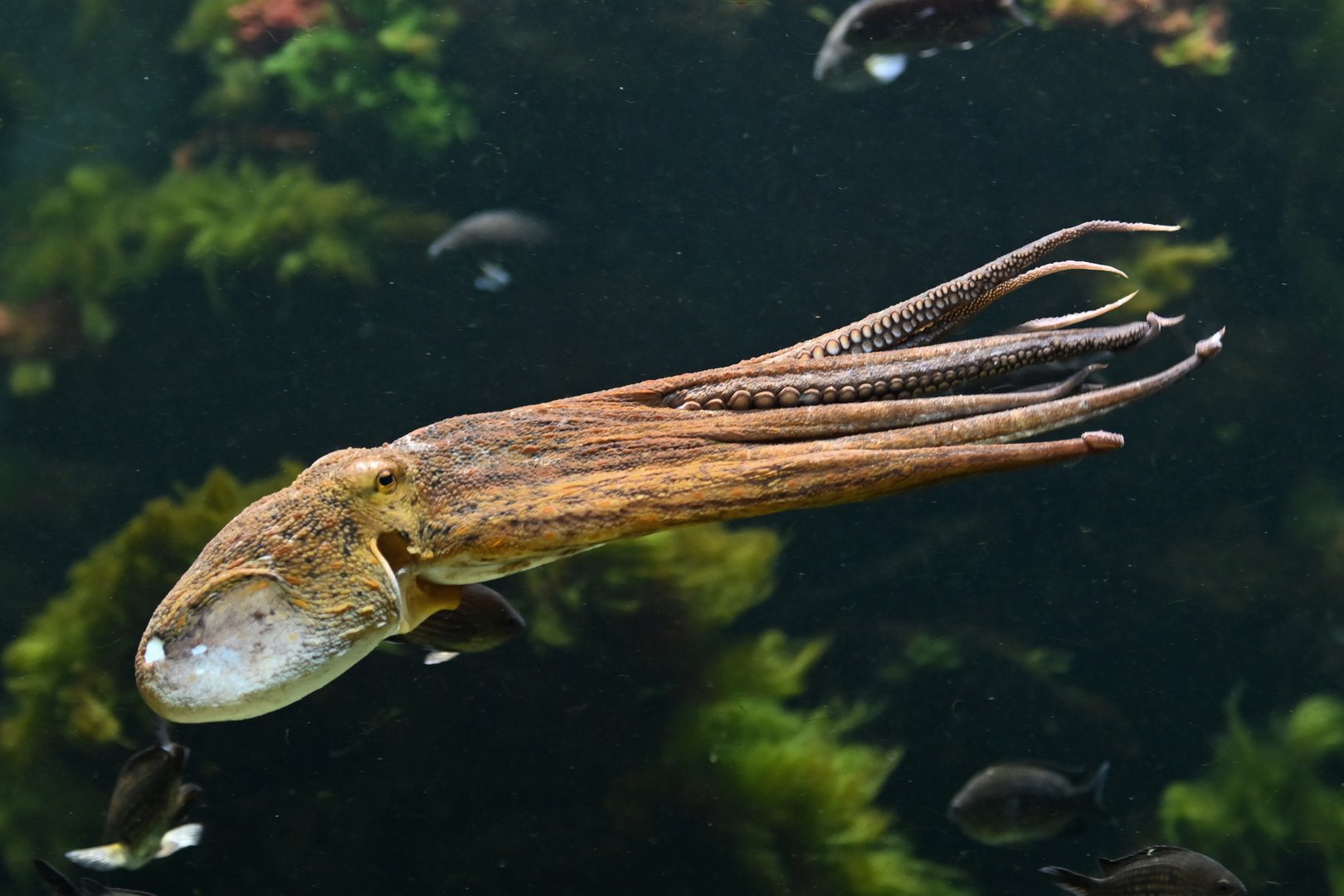 Octopus Octopus vulgaris