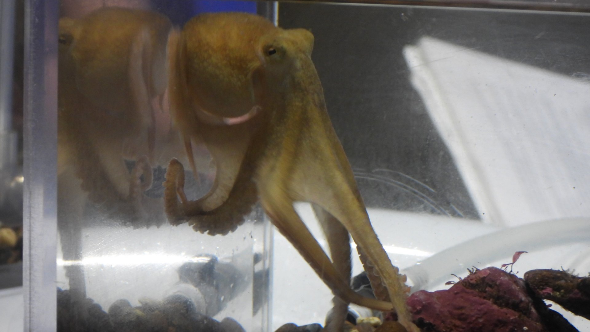 Octopus rubescens