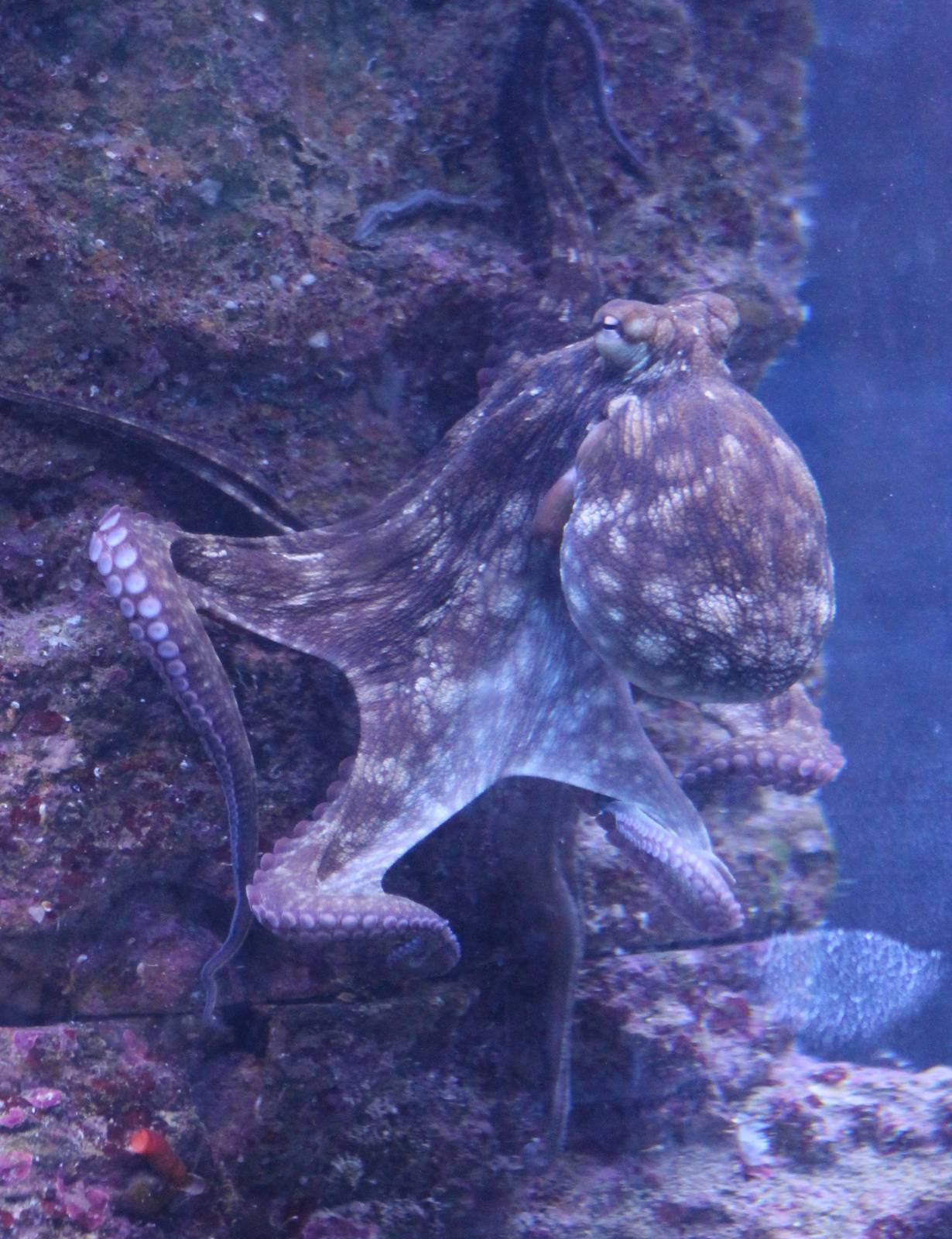 Octopus species