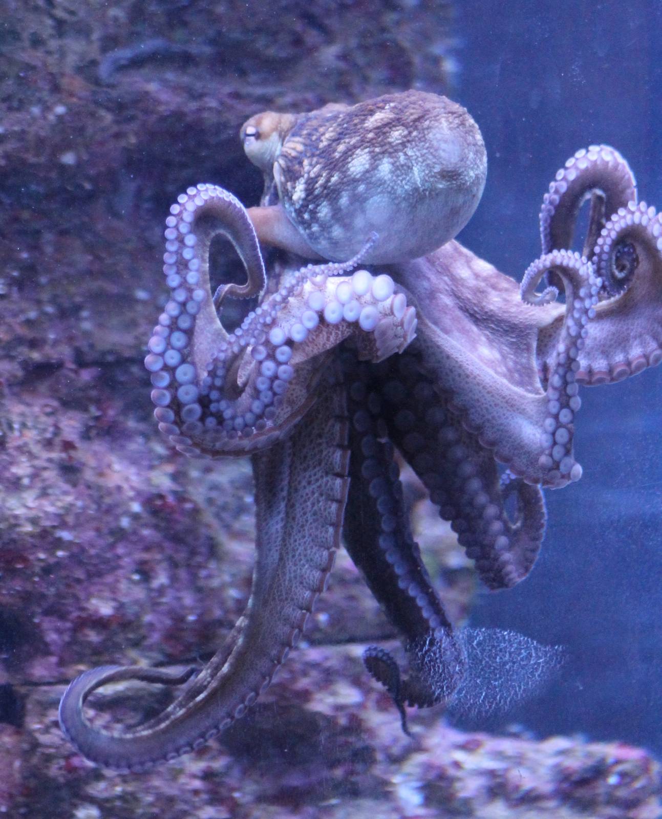 Octopus species
