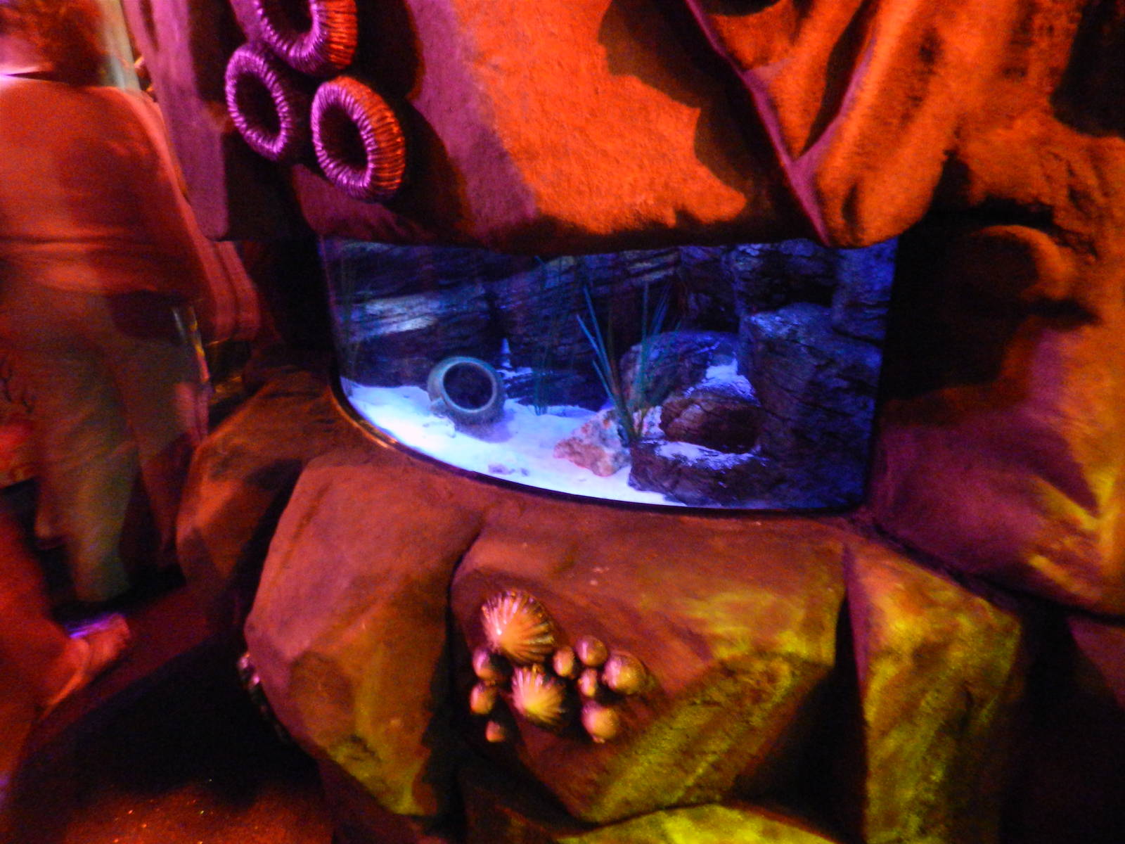 Octopus Tank at SEA LIFE Scarborough - 26/08/2012