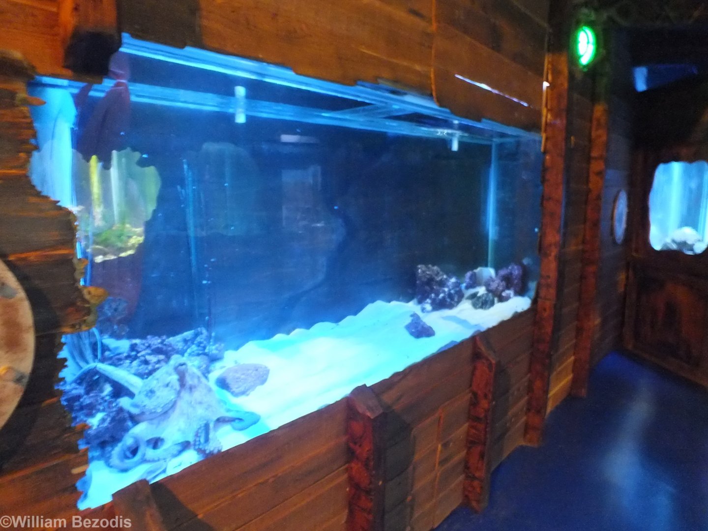 Octopus Tank