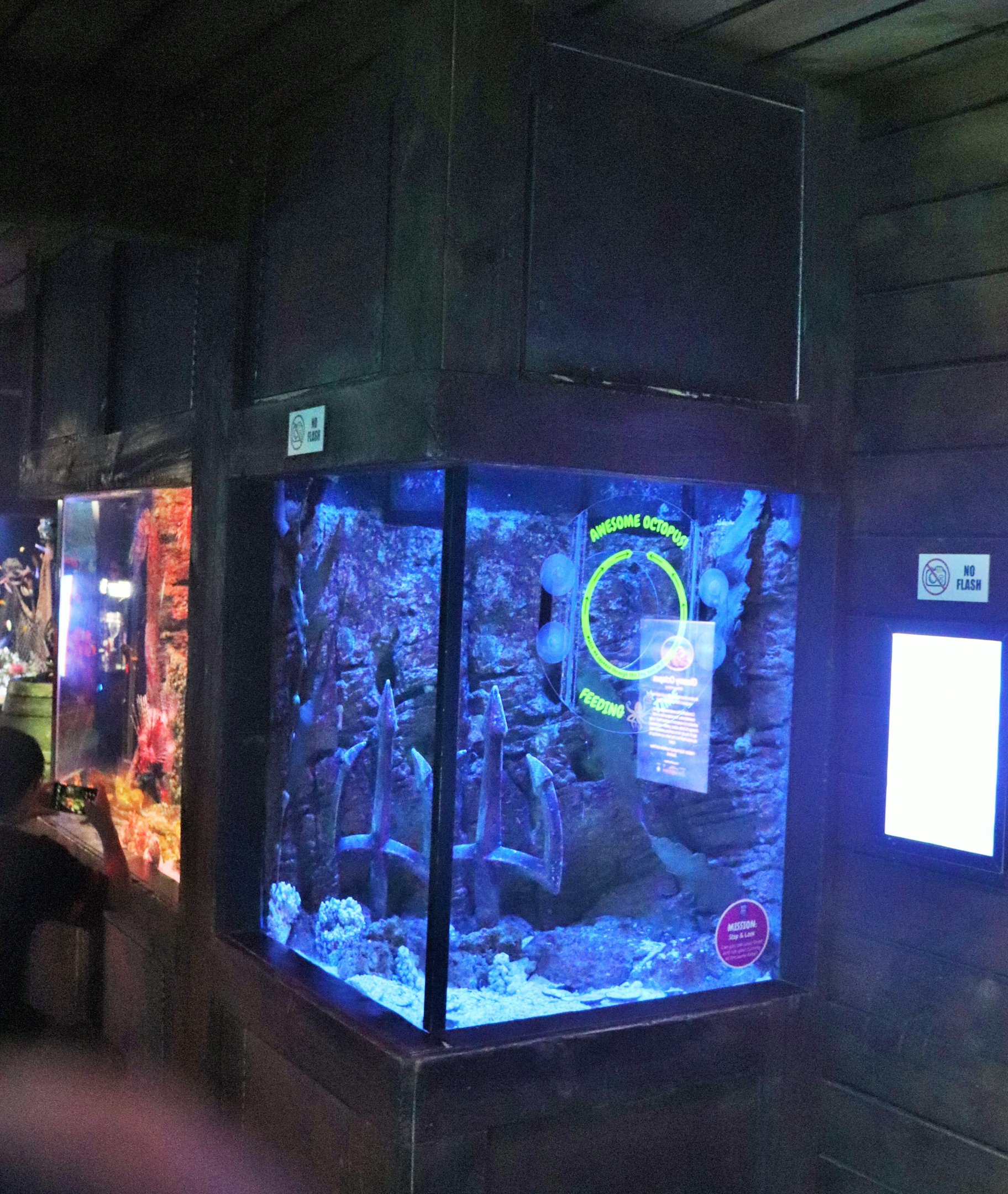 Octopus Tank