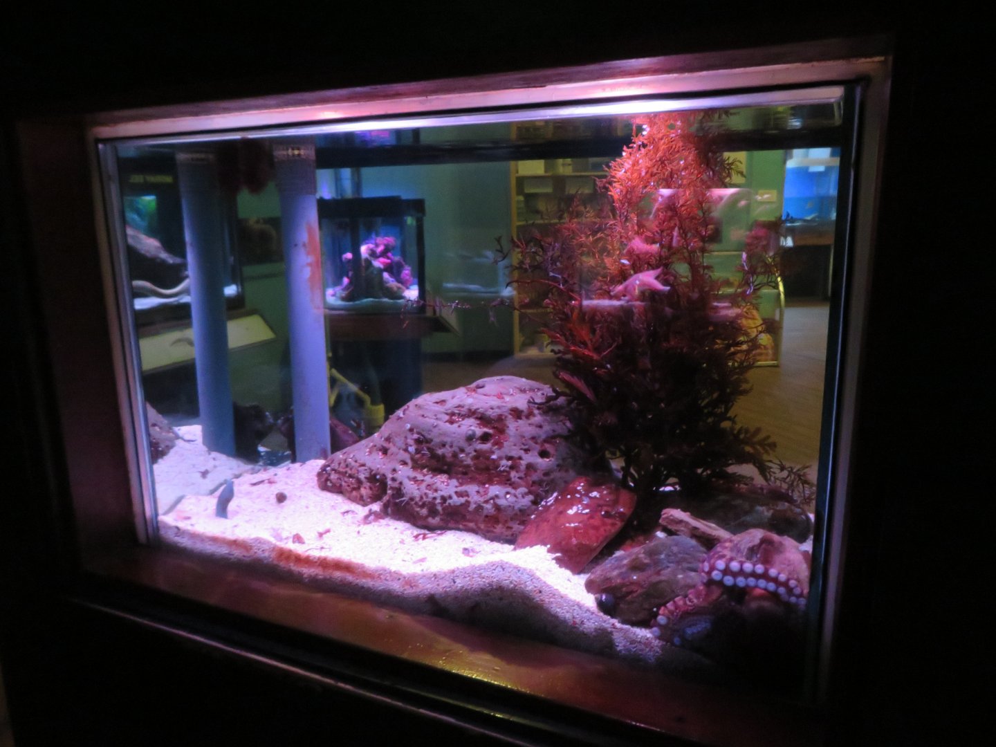 Octopus Tank