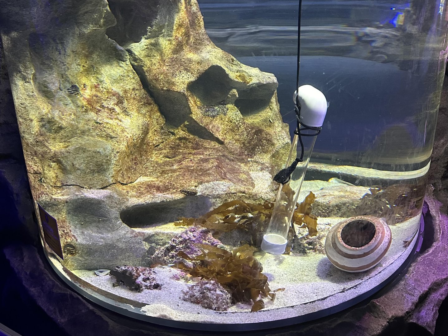 Octopus Tank