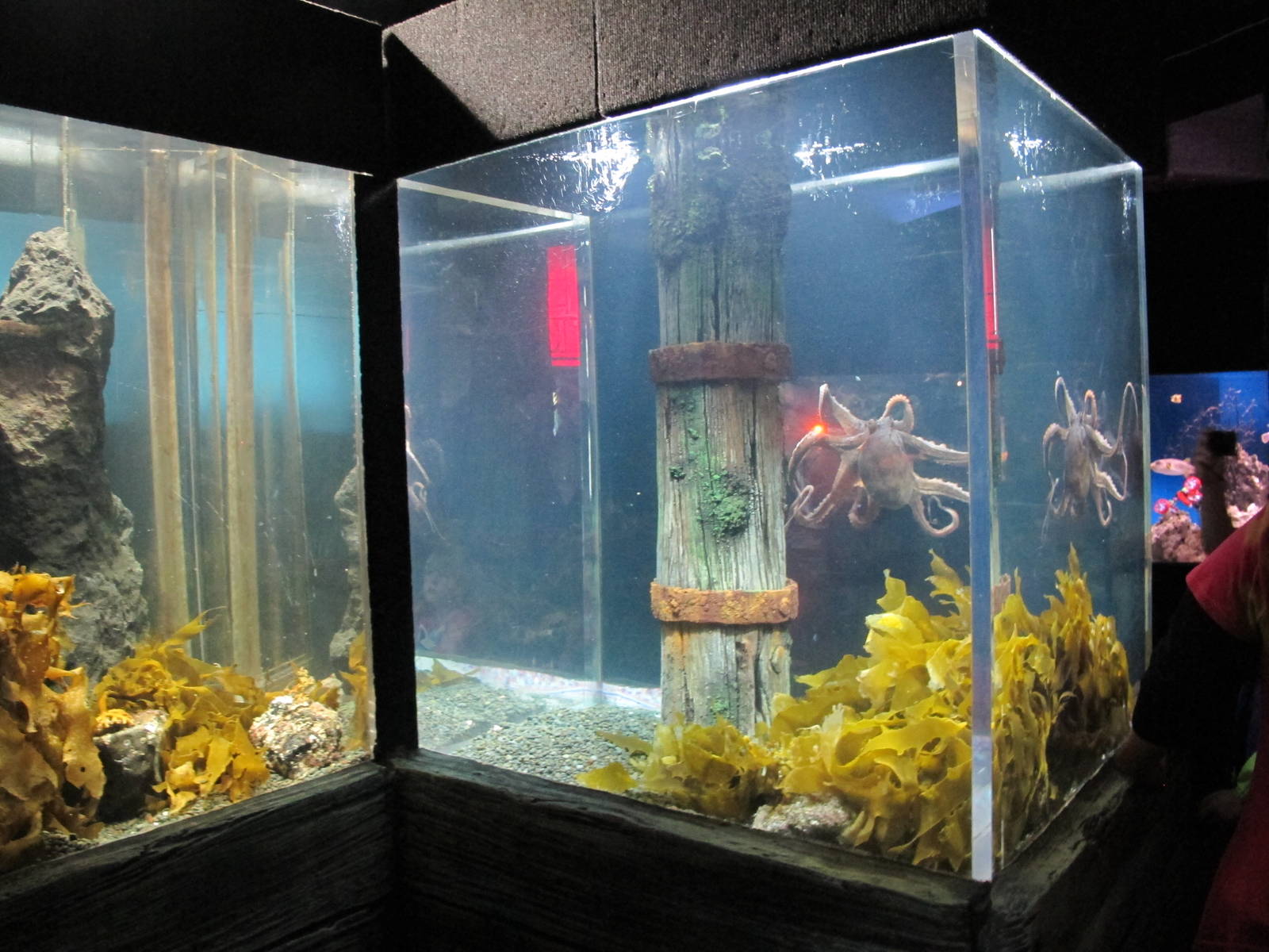 Octopus Tanks - Kelly Tarlton's 2012