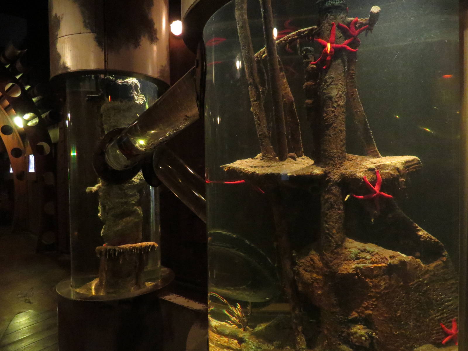 Octopus tanks, October 2014.