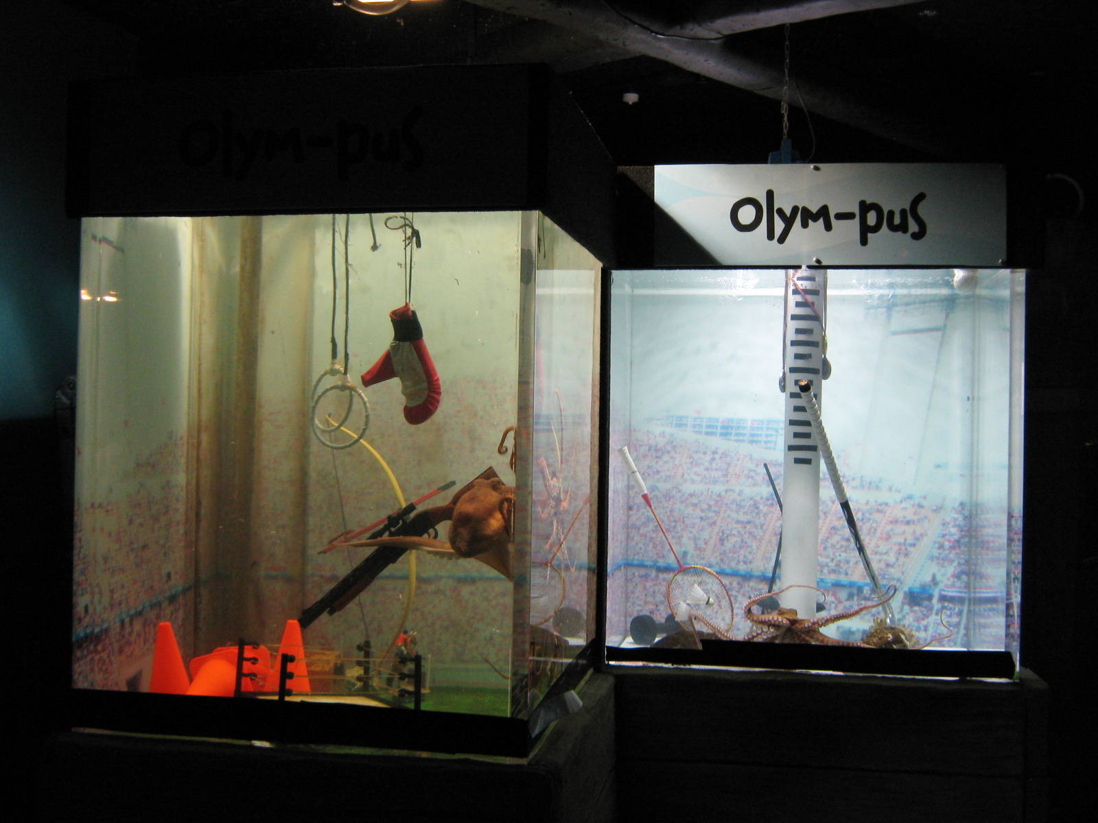 octopus tanks