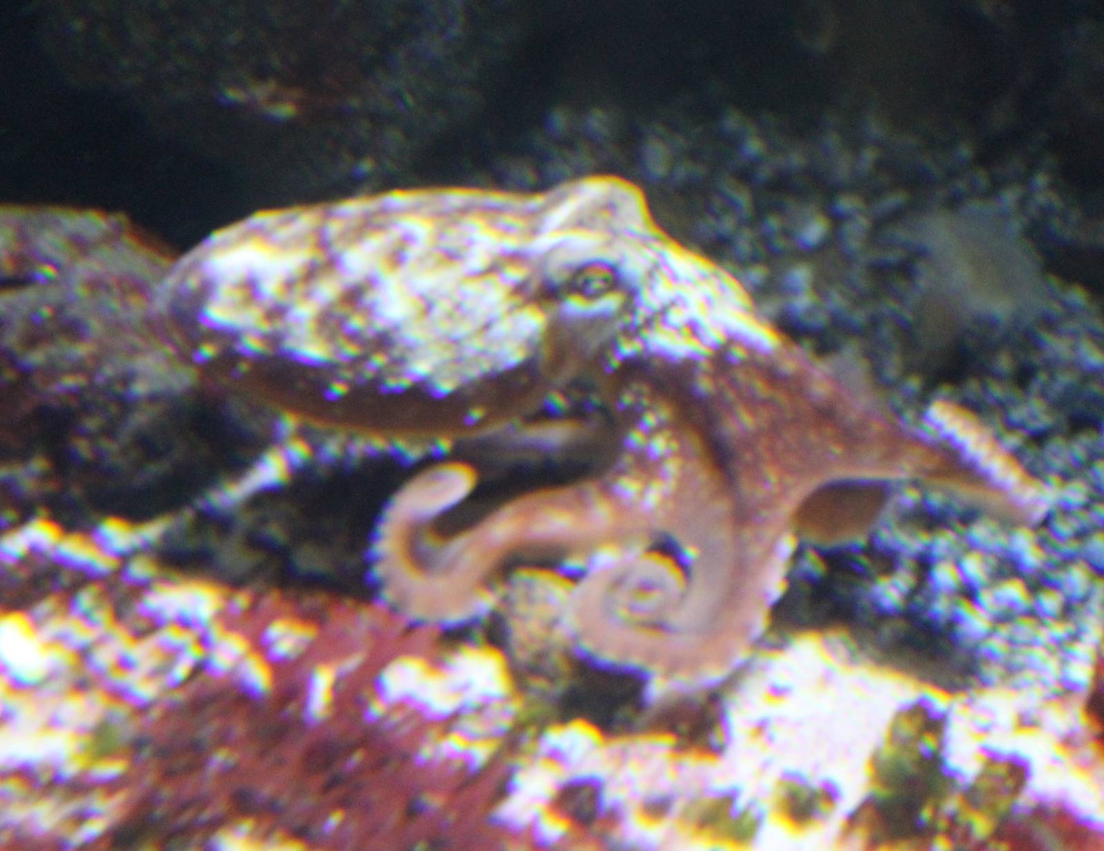 Octopus