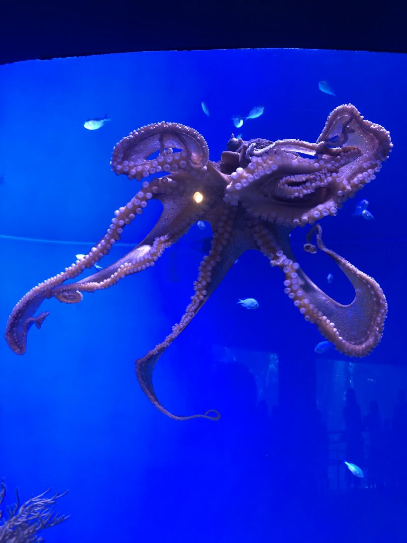 Octopus