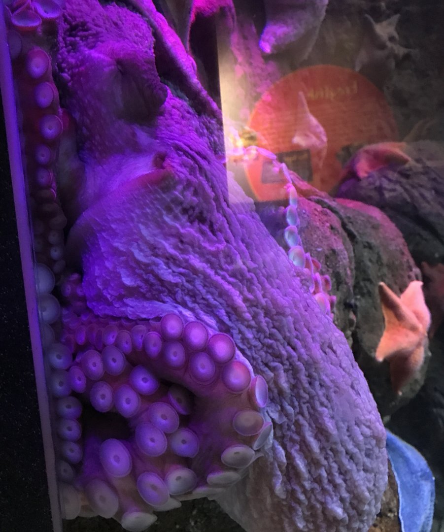 Octopus
