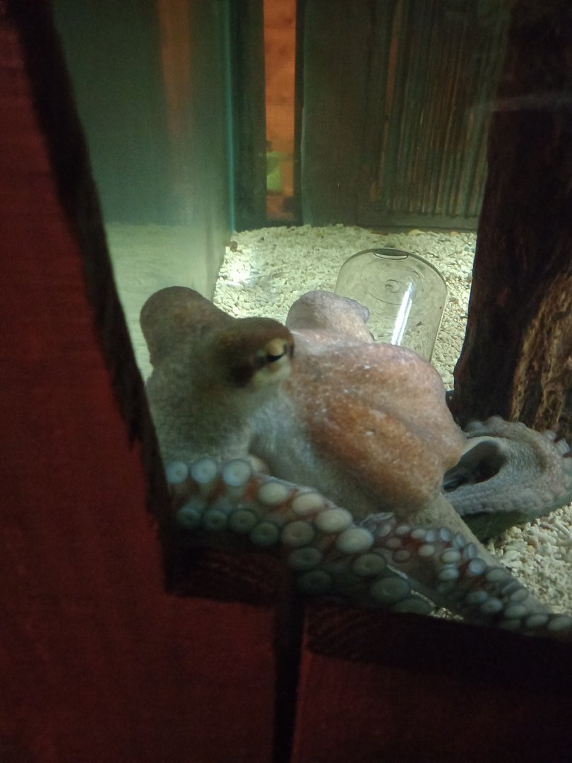 Octopus