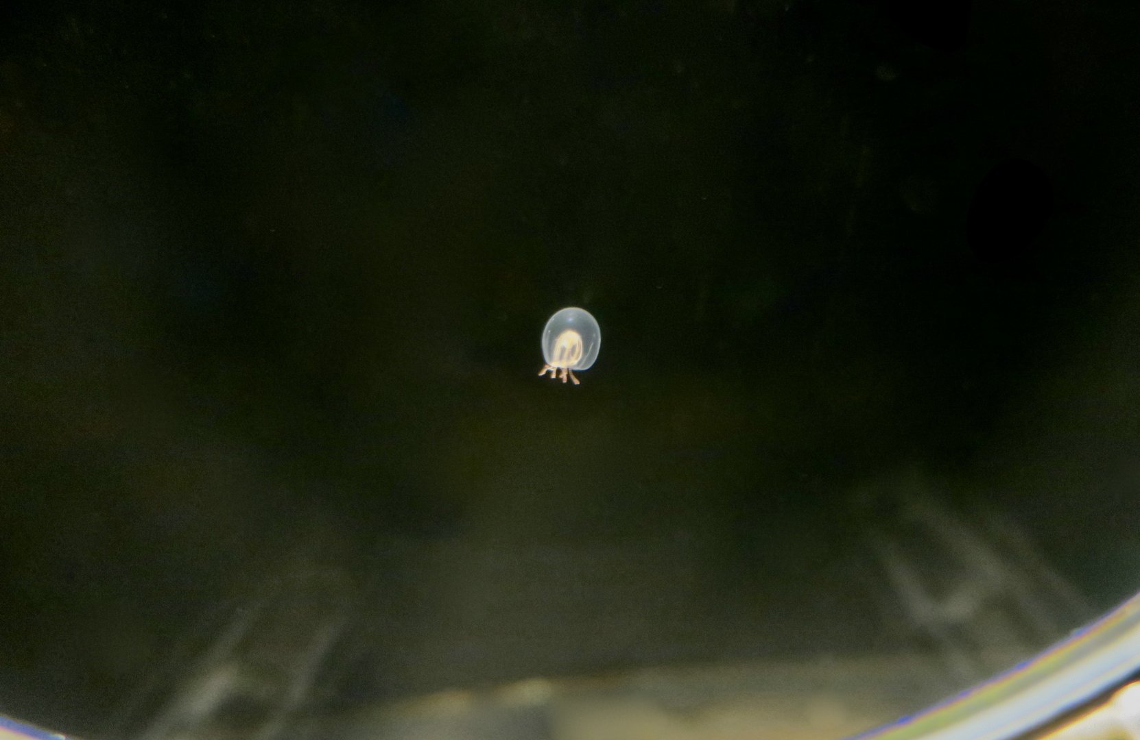 Octorhopalona saltatrix, a hydrozoan jellyfish described in 2022