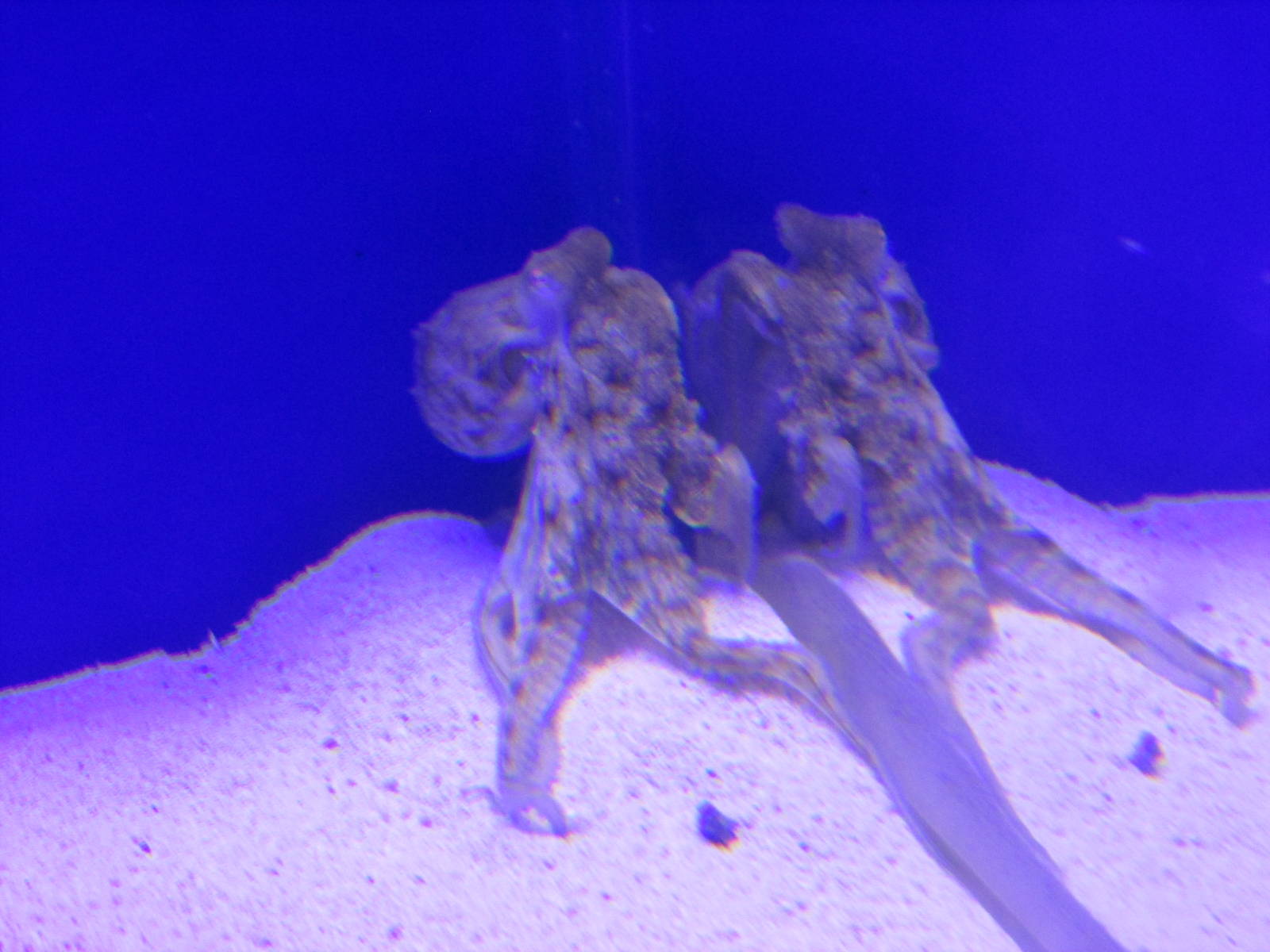 octupus maya acuario inbursa